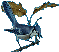 Bluejay