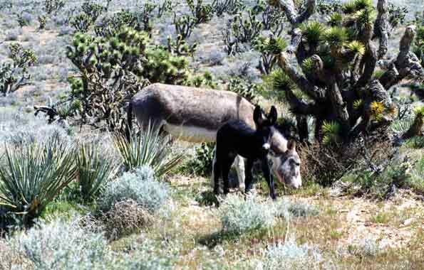 Mother and baby burro