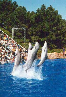 The Dolphins