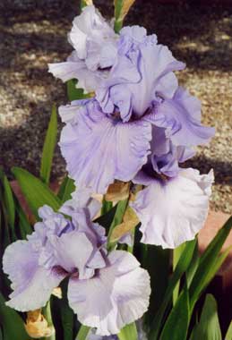 Iris