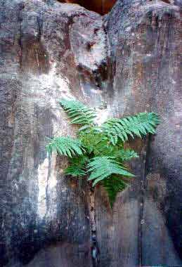 Fern at The Narrows