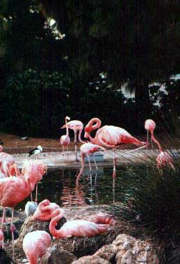 Pink Flamingos