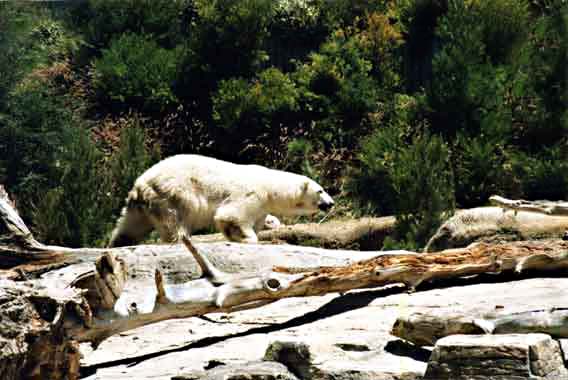 The Polar Bear