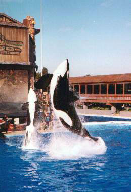 The Orca Whale