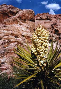 Yucca Bloom
