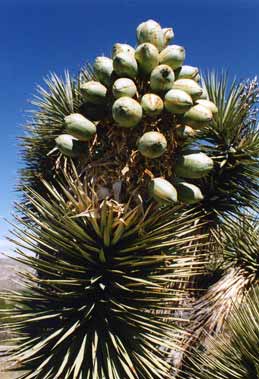 Yucca Fruit
